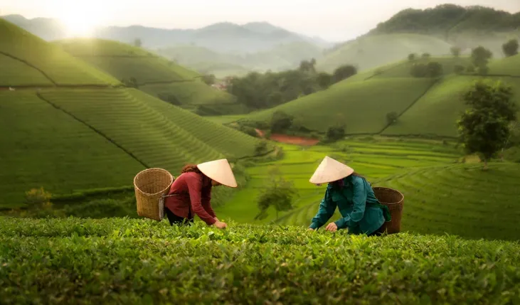 Como obter chá da China